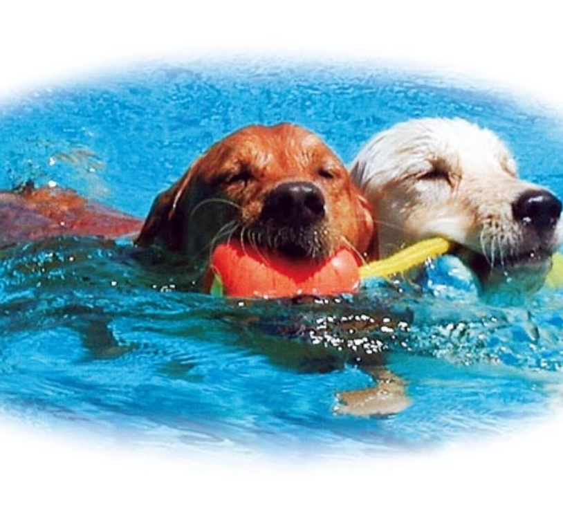 Kong Aqua med Rep Flytande