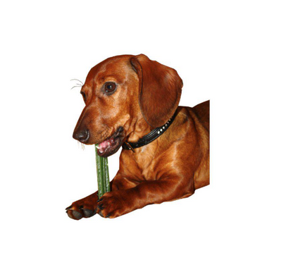 Dentotugg Sticks Medium 5pack